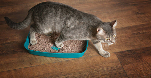 Unsauberkeit bei Katzen