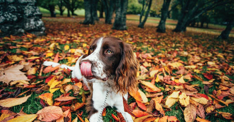 Naturprodukt Lachsöl für Hunde