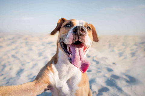 Entspannter Urlaub mit Hund