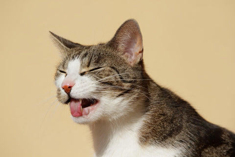 Wenn die Katze erbricht
