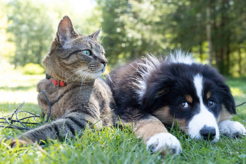 Wurmtests bei Hunden und Katzen