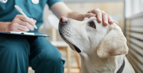 Bauchspeicheldrüsenentzündung Hund