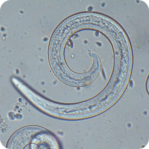 Von Stefan Walkowski - Eigenes Werk, CC BY-SA 4.0, https://commons.wikimedia.org/w/index.php?curid=35469280