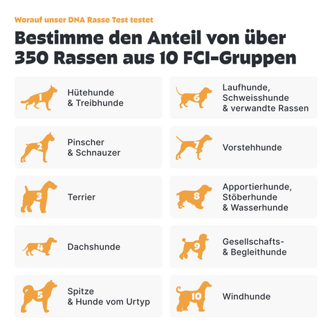 Hunde Rassebestimmung DNA-Test