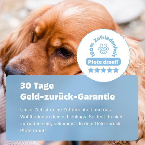 Hunde Ohreninfektionstest