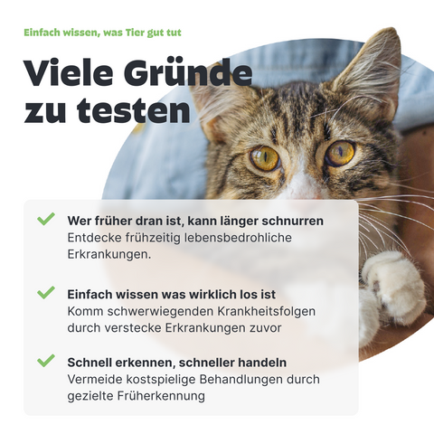 Urintest für Katzen, warum testen wichtig ist