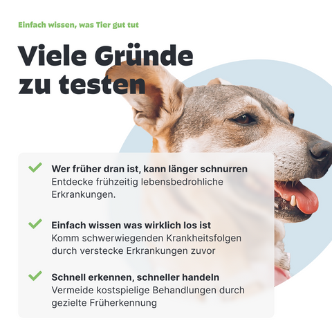 Urintest für Hunde, warum testen wichtig ist