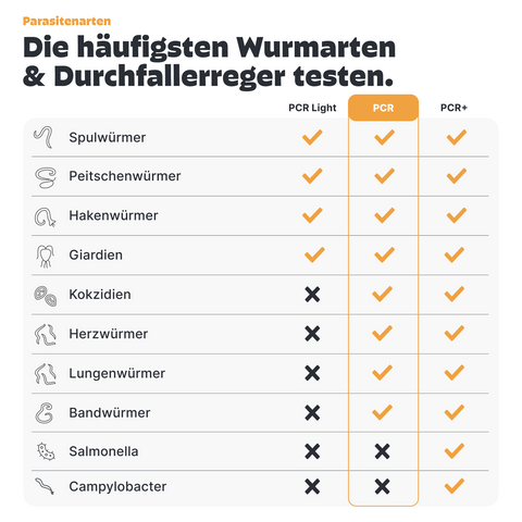 Katzen Wurmtest PCR