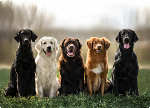 welche rasse steckt in meinem hund Dna-Rassetest