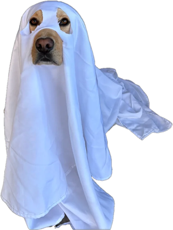 Hund unter einem weißen Laken als Halloween-Gespenst