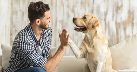 Dürfen Hunde Kartoffeln essen?