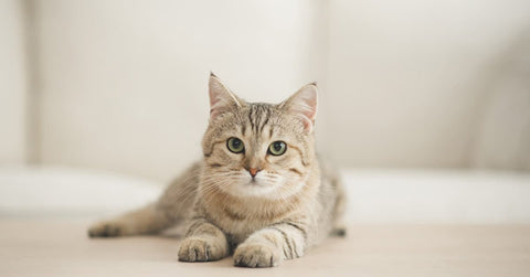 Diabetes bei Katzen