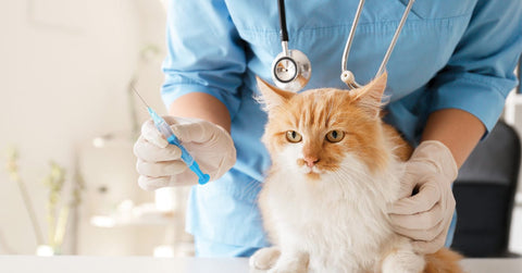 Erkrankung der unteren Harnwege bei Katzen