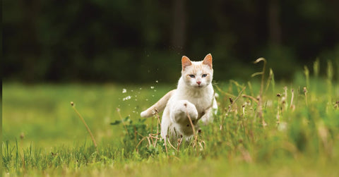 Meine Katze ist ein Freigänger – wie kann ich dennoch einen Urintest durchführen?