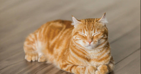 Stress bei Katzen