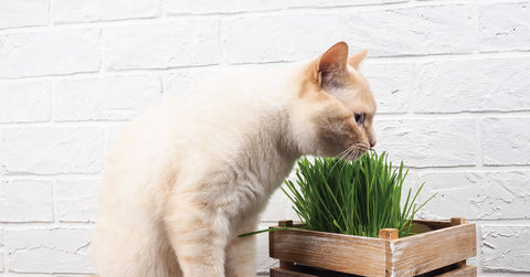 Warum brauchen Katzen Katzengras?