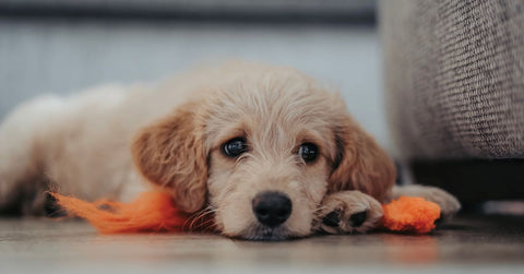 Chronisches Nierenversagen bei Hunden