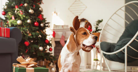 Mit dem Hund ins neue Jahr