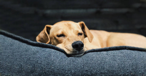 Das richtige Bett für deinen Hund finden