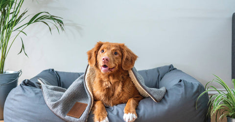 Diabetes bei Hunden