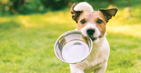 Futterumstellung für den Hund im Sommer