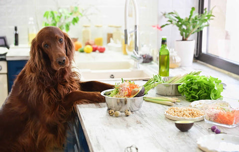Superfood Quinoa für Hunde