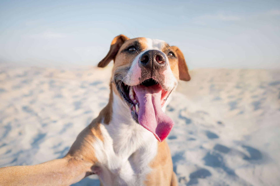 Entspannter Urlaub mit Hund