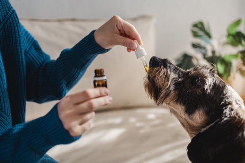 Schwarzkümmelöl für Hunde