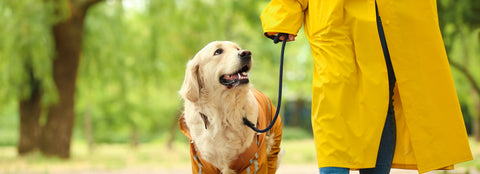 Tipps für den Spaziergang mit Hund