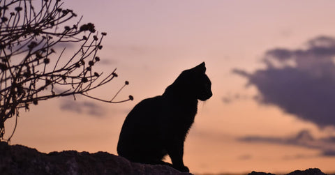 Katzen sind die Meister im Verstecken von Schmerzen