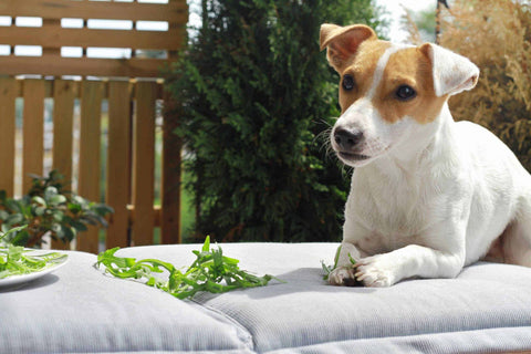 Petersilie und Rosmarin für Hunde