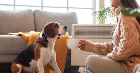 Käsepappeltee für Hunde