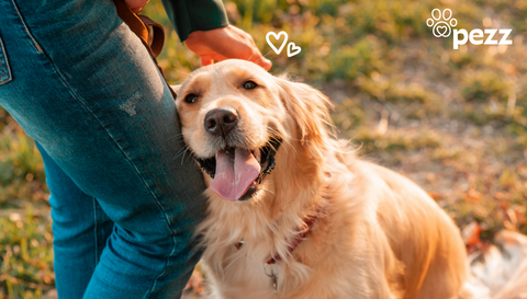 Mittelmeerkrankheiten beim Hund - Tests, Vorsorge und Tipps