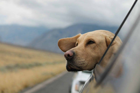 Wie gefährlich ist Zugluft für deinen Hund wirklich?