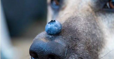 Heidelbeeren für Hunde