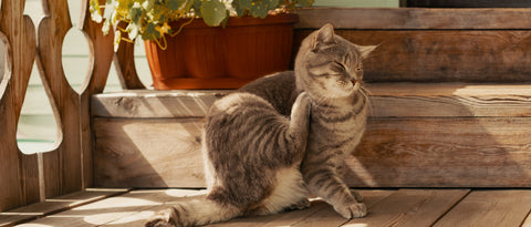 Deine Katze kratzt sich ständig? Das kann dahinterstecken