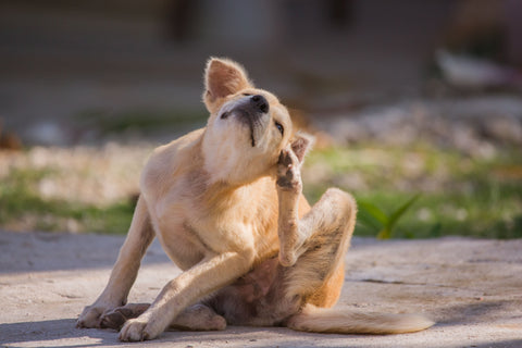 Dein Hund kratzt sich ständig? Das kann dahinterstecken