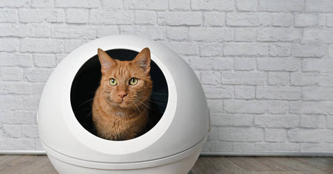 Urinprobe von Katzen sammeln