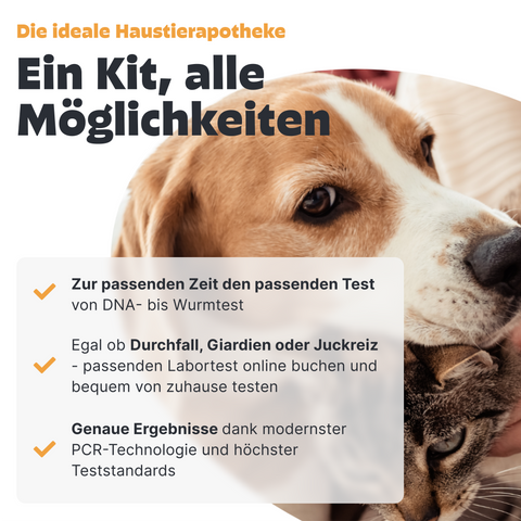 Pezz Labor Test Kit
