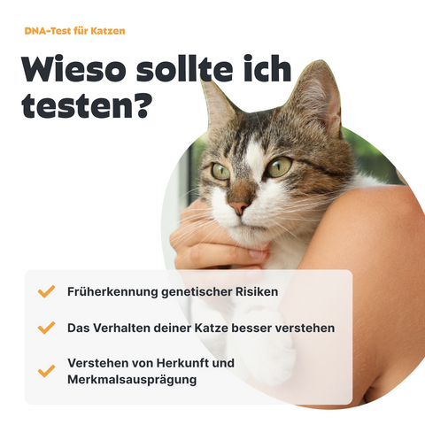 Katzen DNA Test