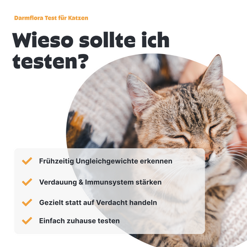 Katzen Darmfloratest