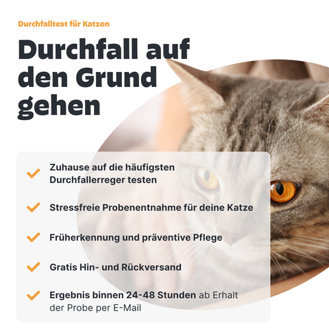 Katzen Durchfalltest PCR