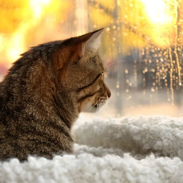 Getigerte Katze liegt am Fenster und schaut hinaus