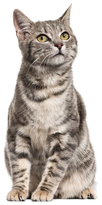 Getigerte Katze sitzt und schaut nach oben