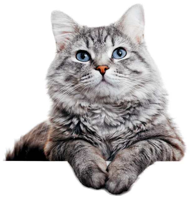 Grau getigerte Katze liegt und schaut in die Kamera