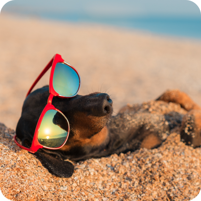 Der Strandpirat & Seehund